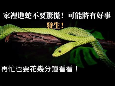 家門口有蛇|【家裡有蛇 代表】家中驚現蛇跡！代表吉兆還是凶兆？